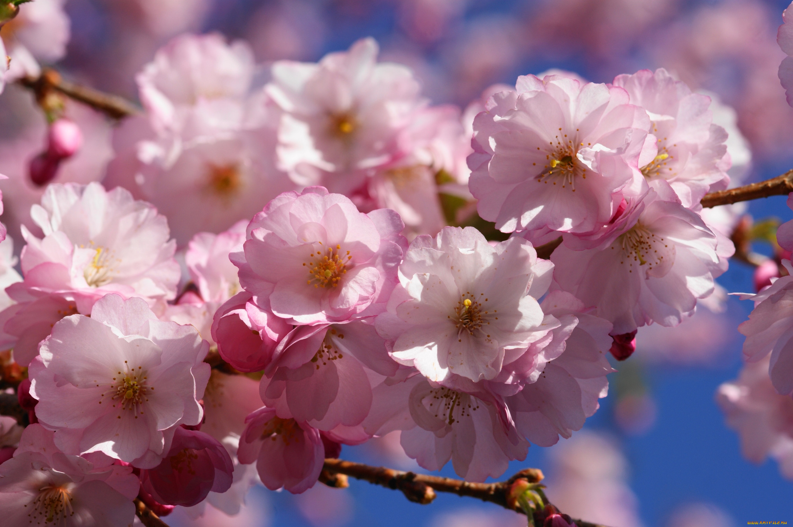 Цветы весны фото красивые. Цветение вишни. Весеннее цветение..